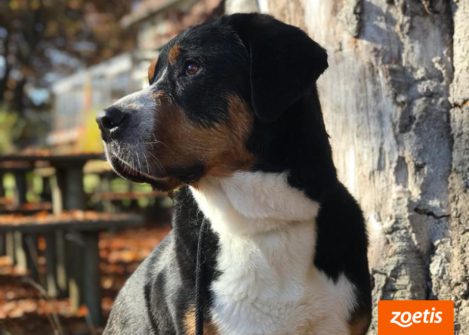Ein Großer Schweizer Sennenhund sitzt draußen in der Nähe eines Baumes, Zoetis-Logo an der Ecke.