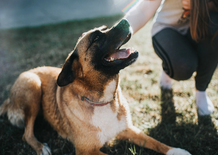 Happy dog looking up at a person outdoors.