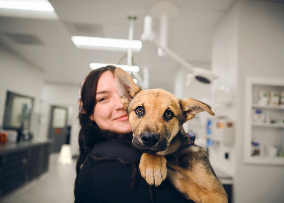 Person holding a puppy inside a veterinary clinic.