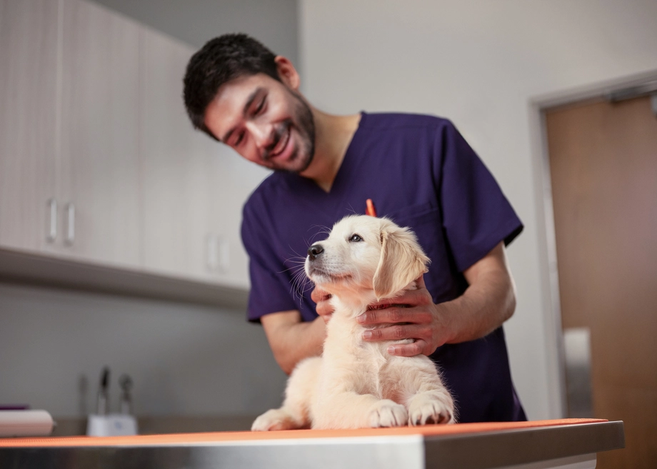  A veterinarian gently holds a small dog standing on an examination table in a clinical room