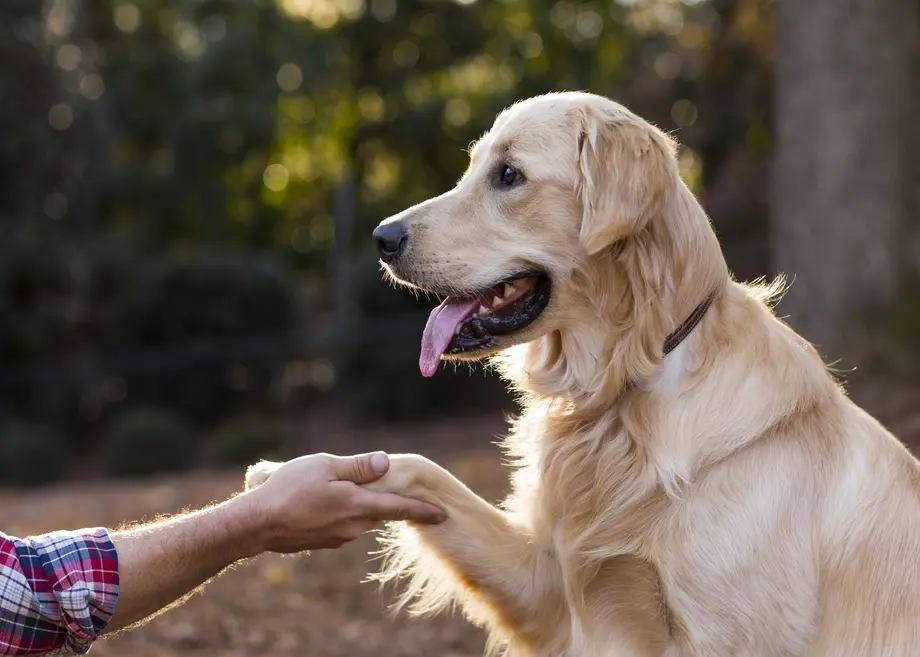 A golden retriever sits outdoors, placing one paw into a person’s outstretched hand among trees and fallen leaves.