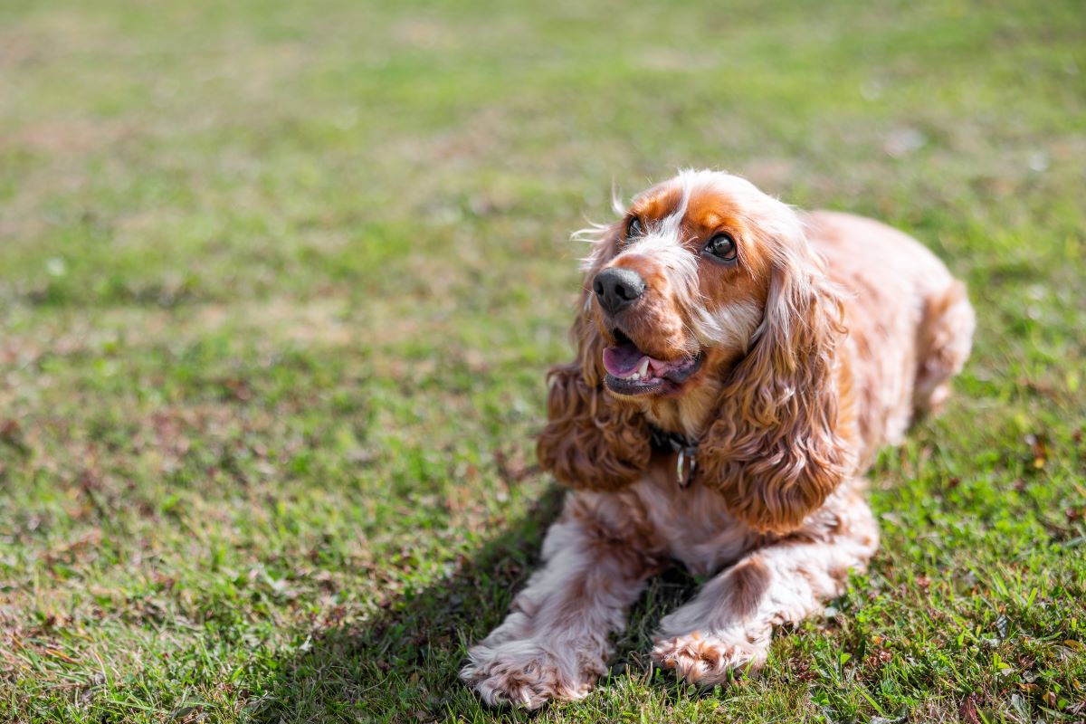Cocker Spaniel sitzt auf grünem Gras.