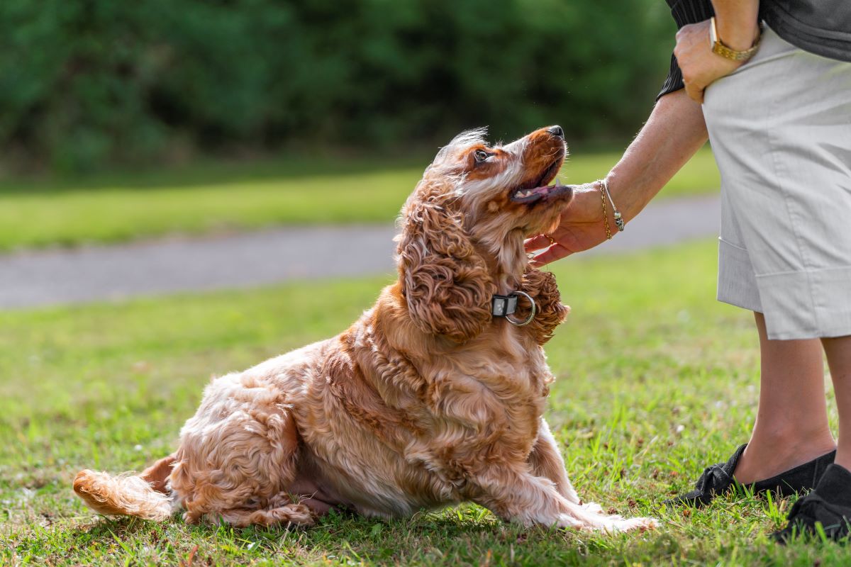Ein Hund sitzt auf Gras und wird von einer Person gestreichelt.