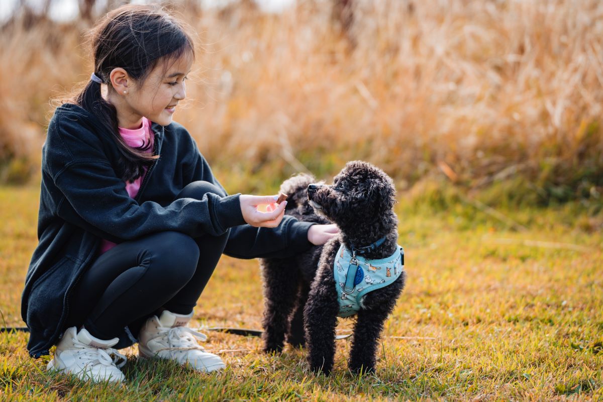 Mädchen streichelt einen kleinen schwarzen Hund auf einer Wiese.