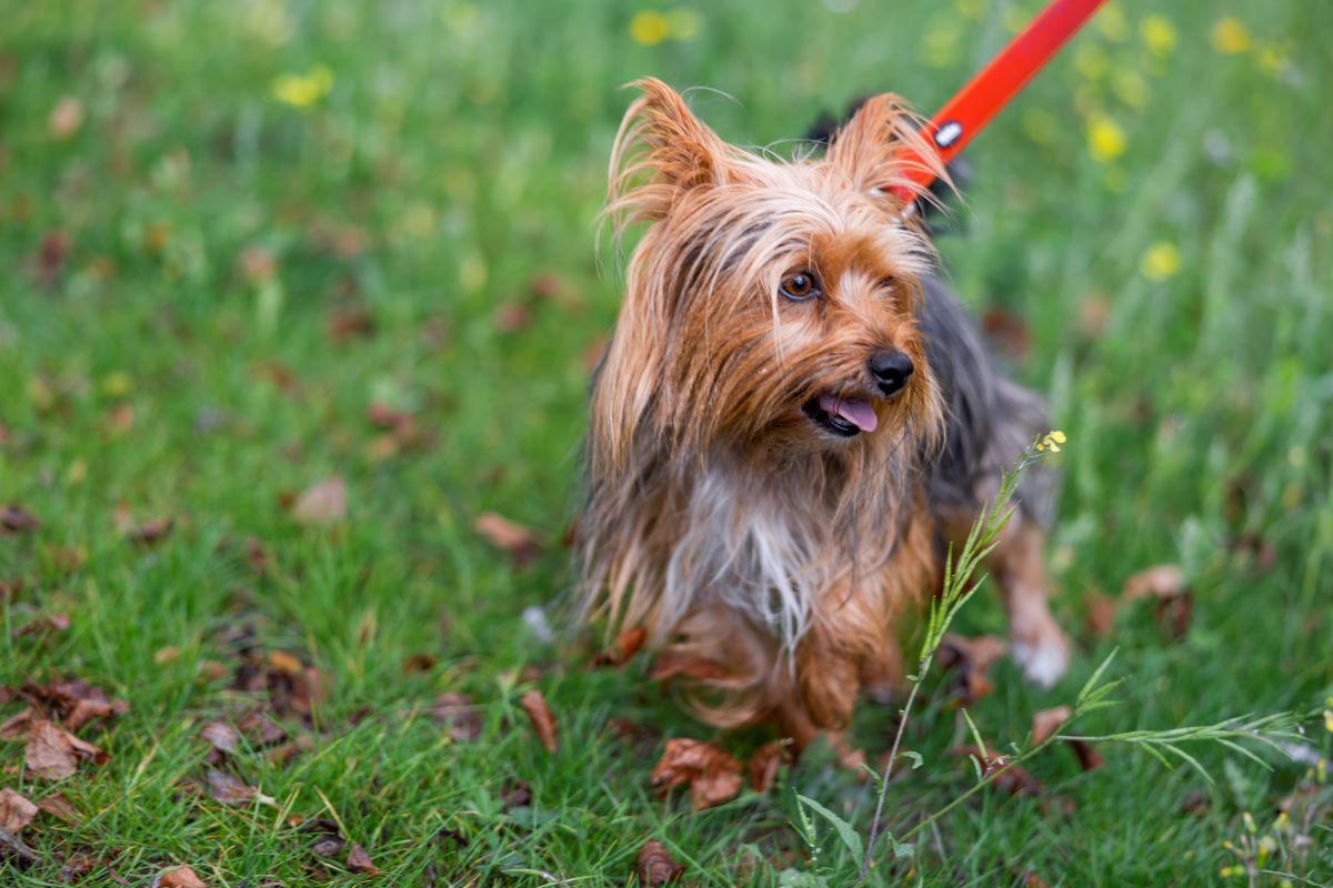 Yorkshire Terrier con correa parado sobre pasto.