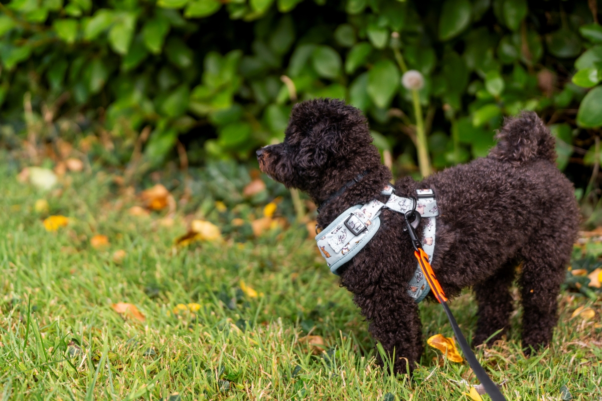 Curly-haired dog wearing a harness on a grassy lawn.