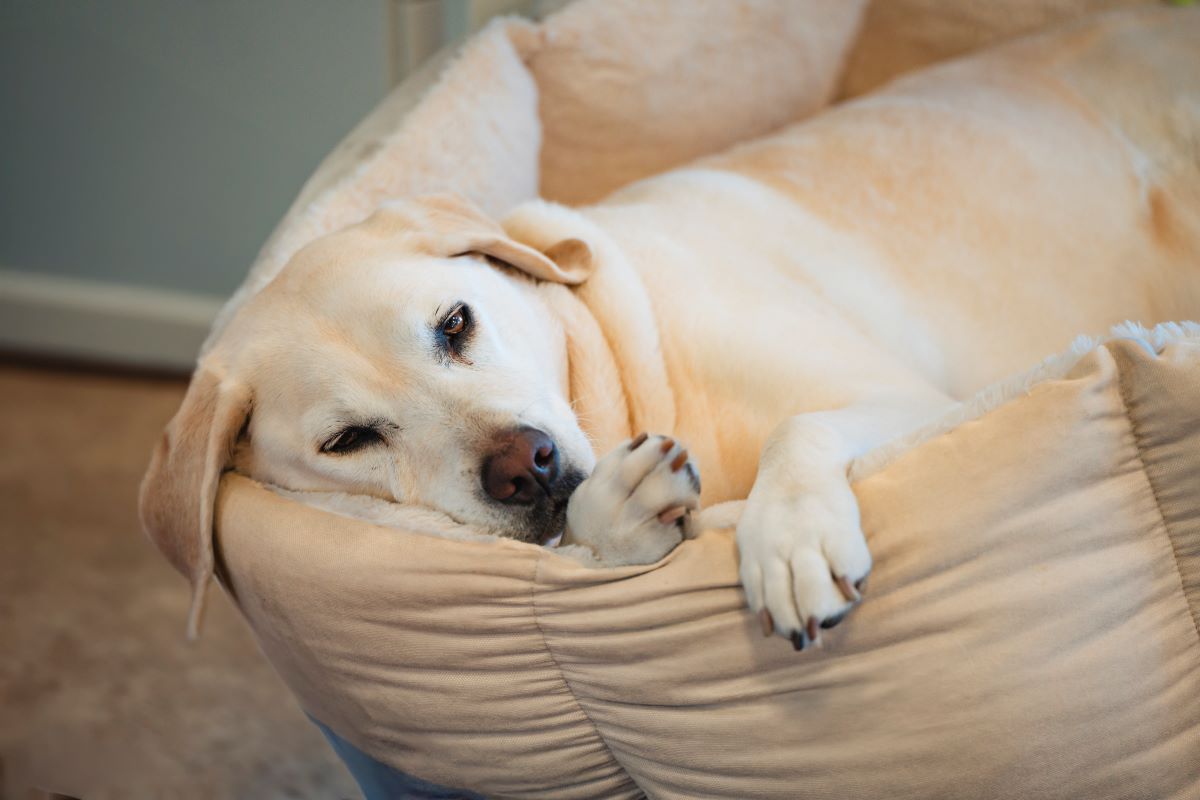 Labrador retriever resting comfortably in a soft dog bed.