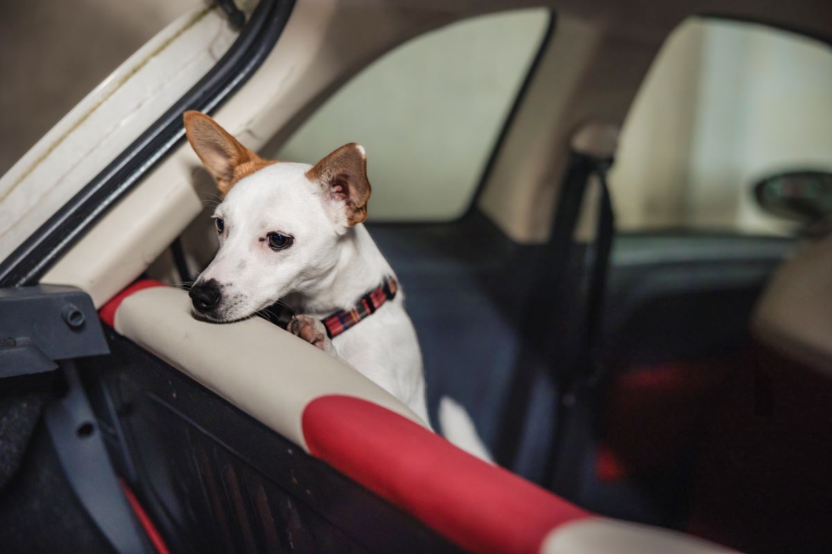 Small dog in a car looking over a seat.