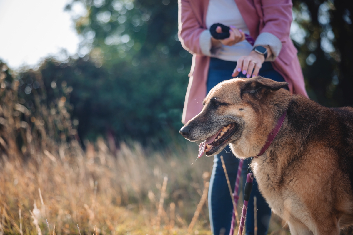 Person petting a dog on a leash in a grassy field.