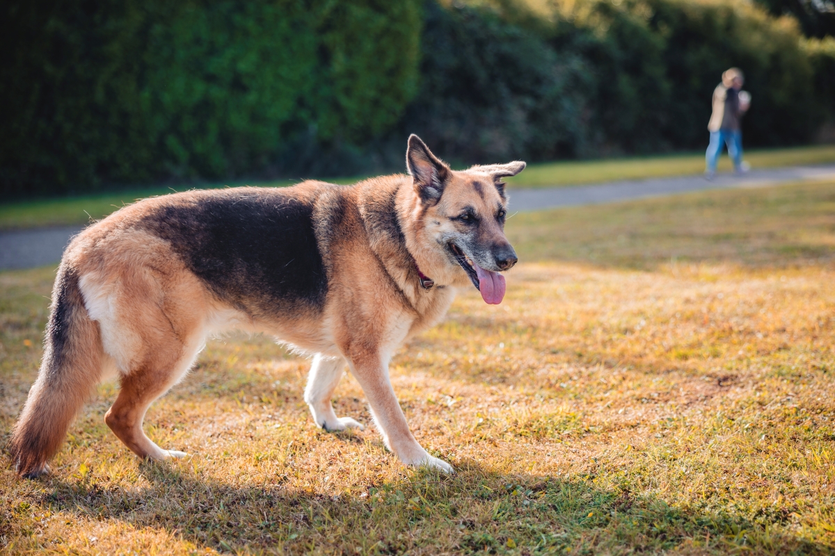 German Shepherd walking on grass with tongue out.