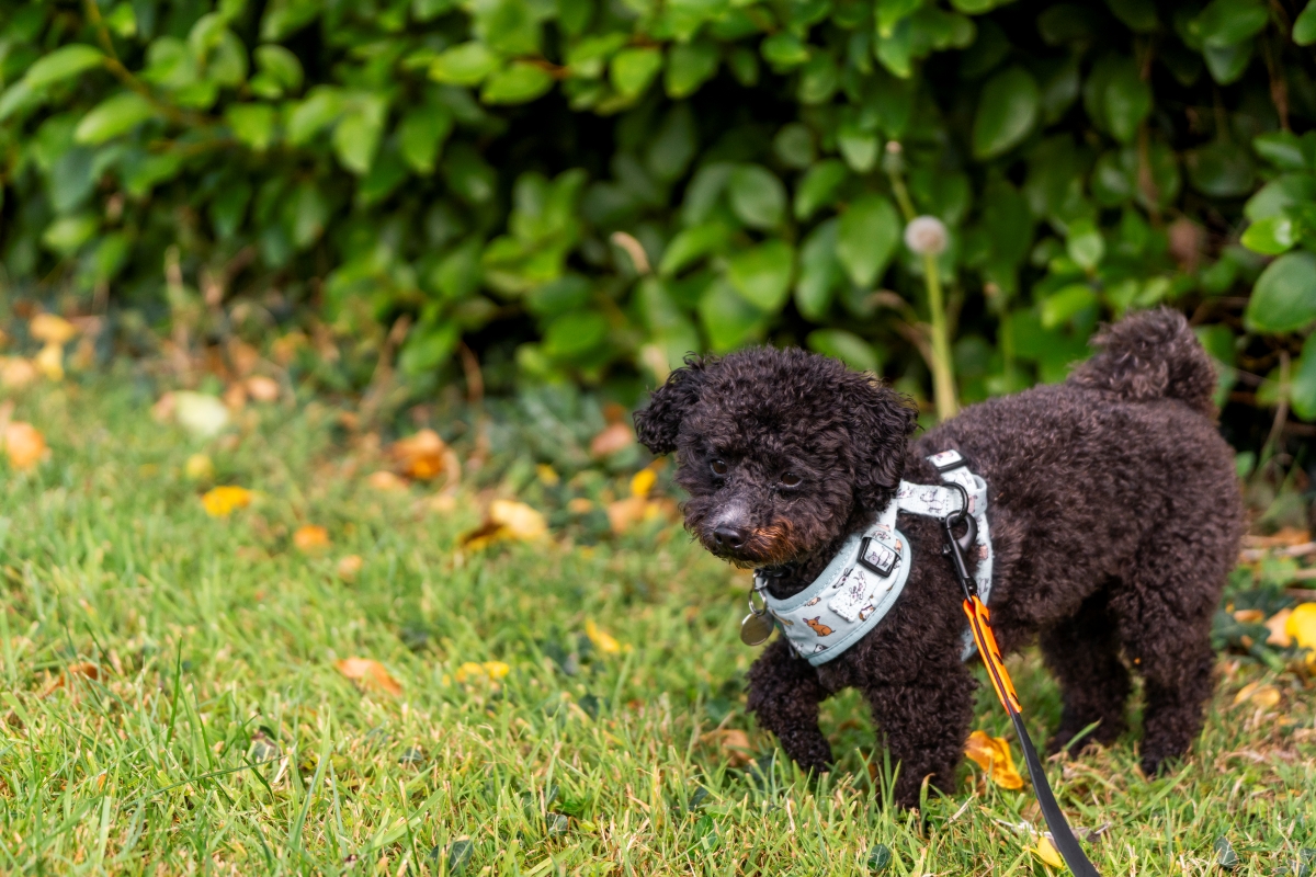 Curly black dog on grass wearing a harness, with bushes in the background.