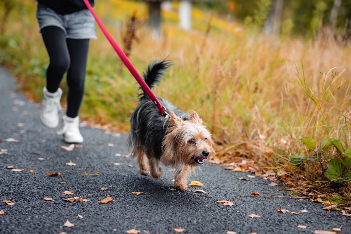 Person jogging with small dog on leash along path.