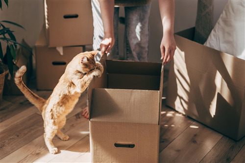 Cat curiously looking inside a cardboard box during moving day.