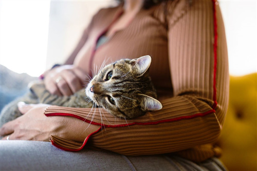 Tabby cat resting on a person's arm.