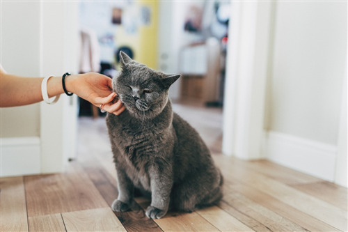 Person petting a gray cat sitting on a wooden floor.