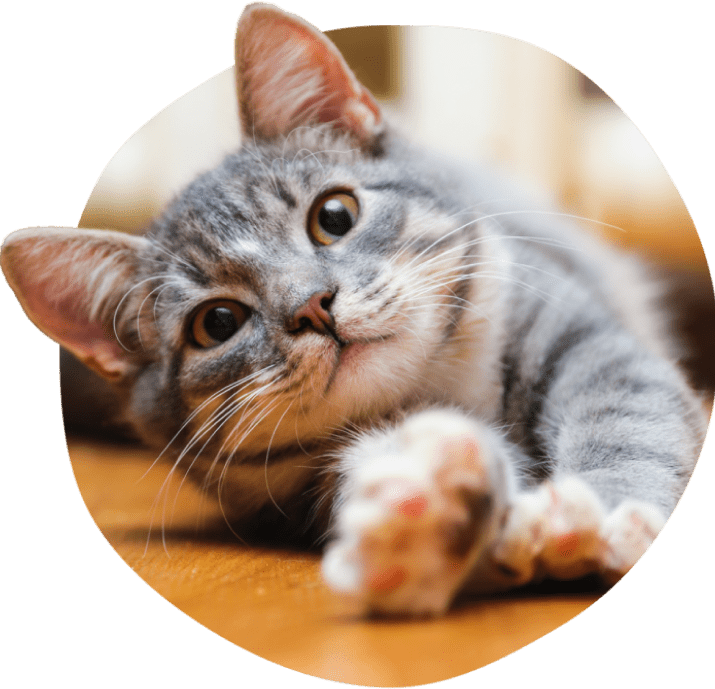 Graue getigerte Katze streckt sich auf dem Holzboden.