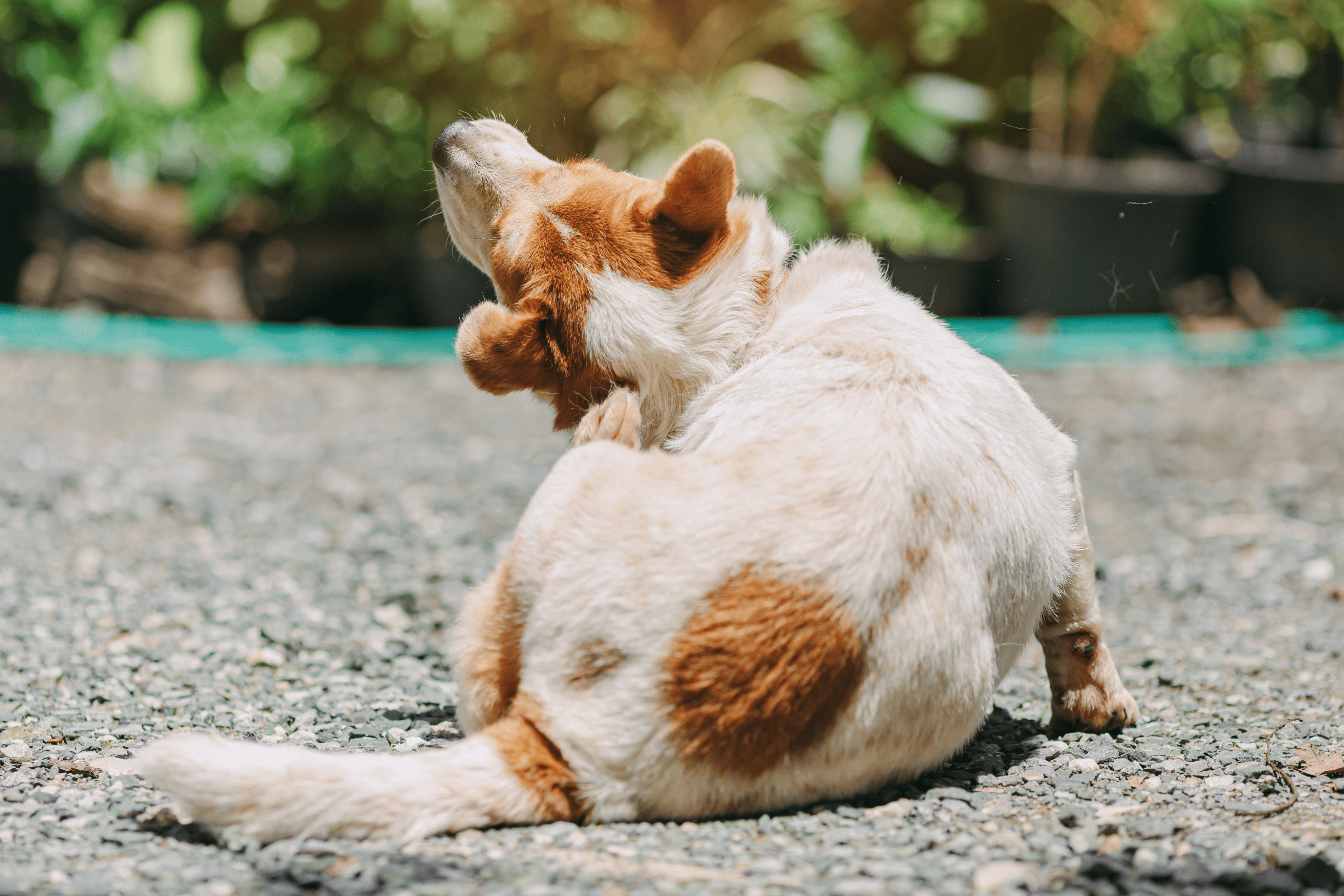 Perro rascándose el cuello sentado sobre grava.
