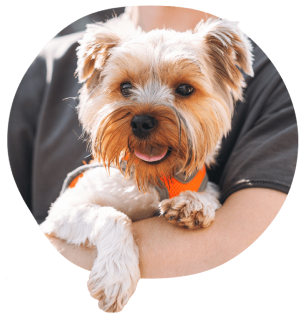 Kleiner Hund mit flauschigem Fell wird von einer Person im grauen Hemd gehalten