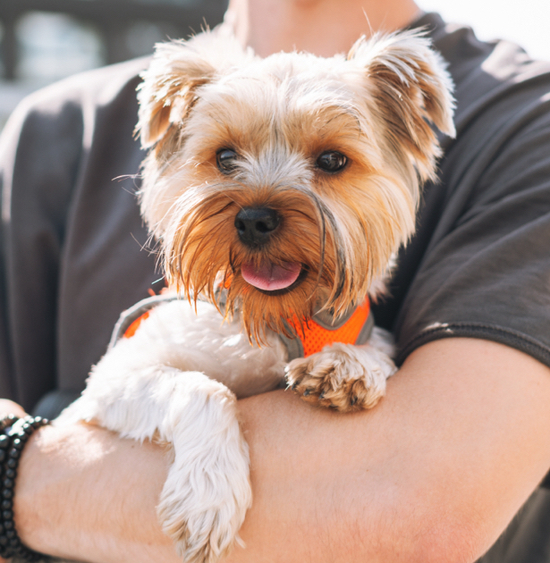 Yorkshire Terrier mit orangem Geschirr wird gehalten