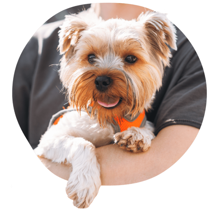 Kleiner Hund mit braun-weißem Fell, von einer Person gehalten