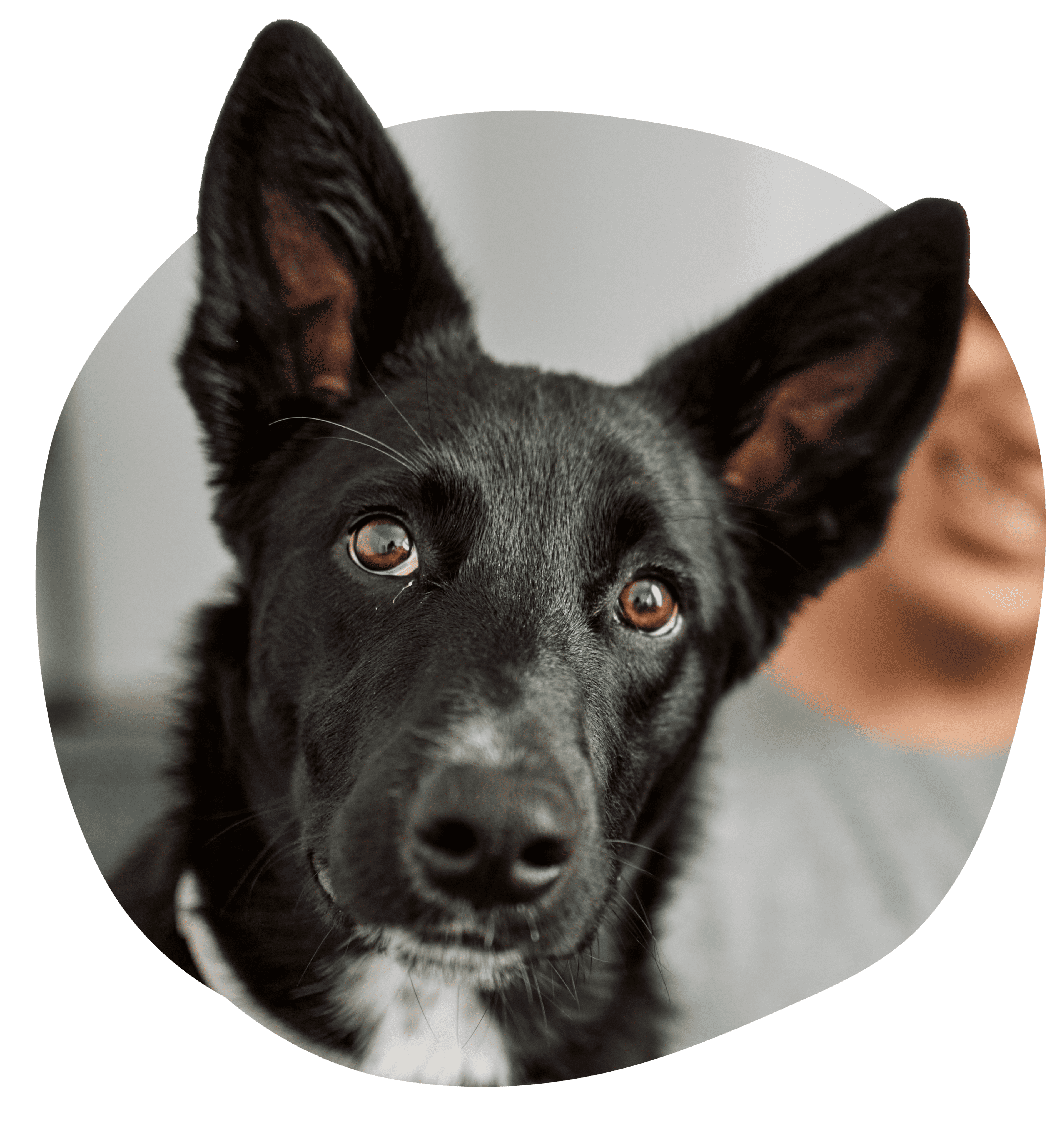 Nahaufnahme eines schwarzen Hundes mit großen Ohren, der in die Kamera schaut