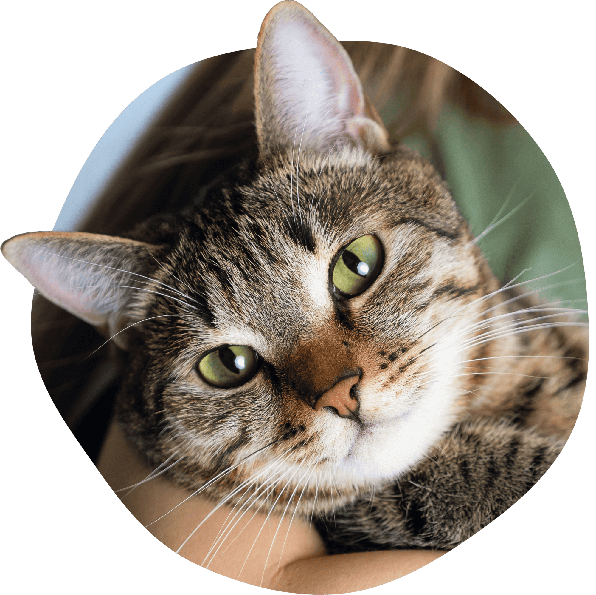 Nahaufnahme einer getigerten Katze mit grünen Augen, die gehalten wird