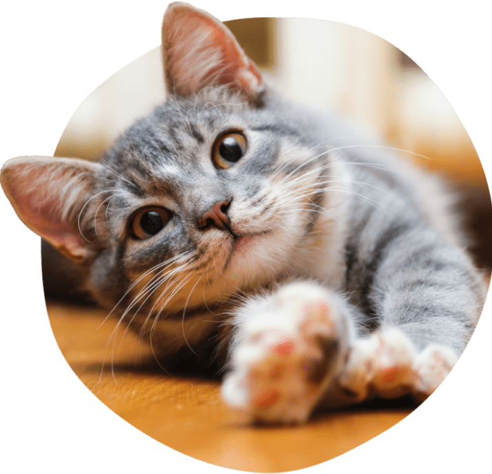 Gato atigrado gris estirándose sobre un suelo de madera.