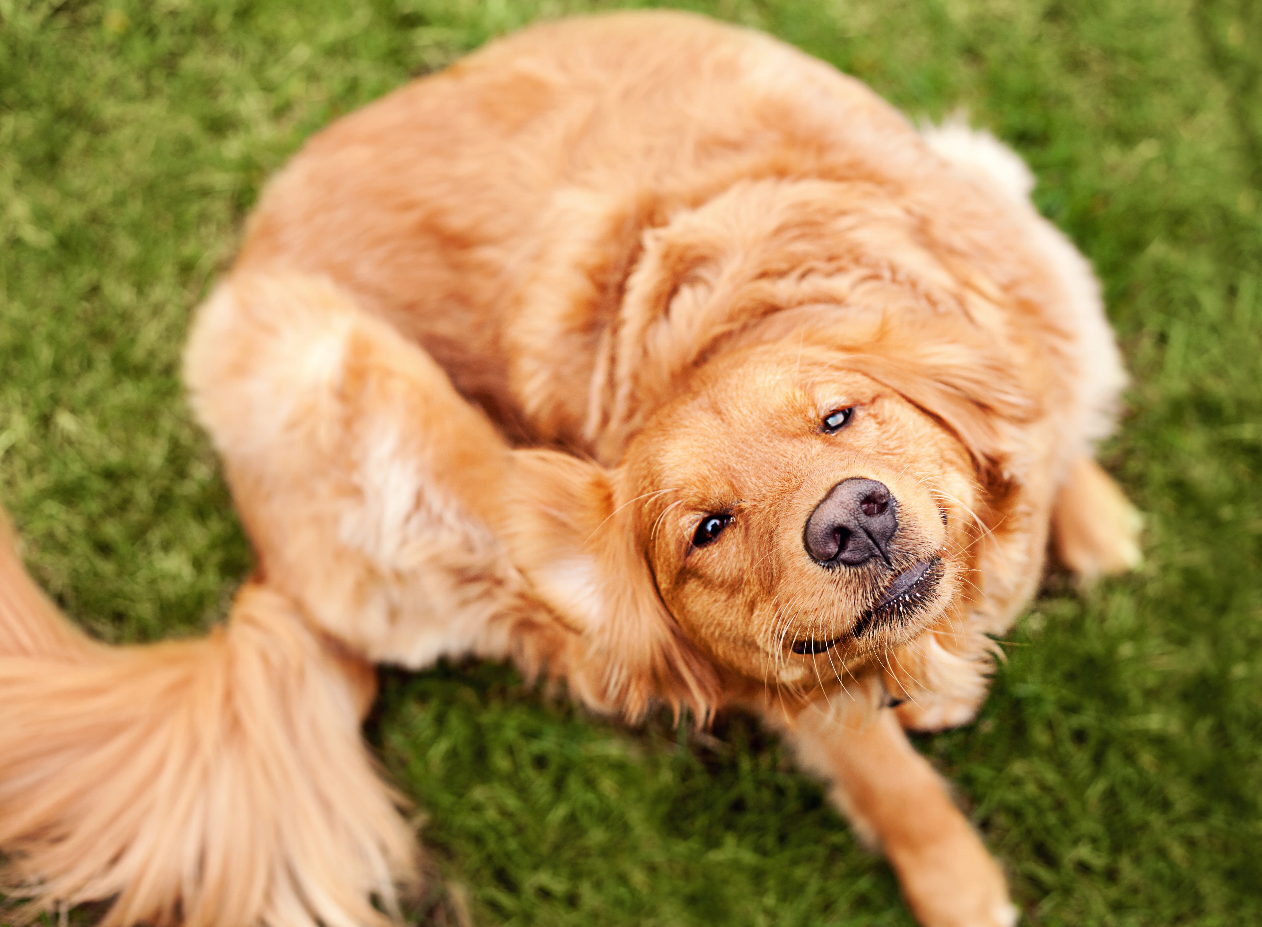 Golden retriever scratching itself on grass.