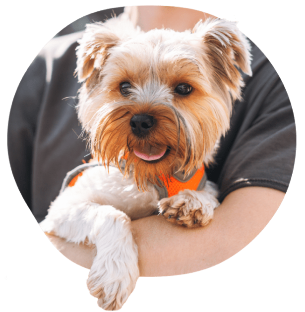 Petit chien au pelage duveteux tenu par une personne en chemise grise.