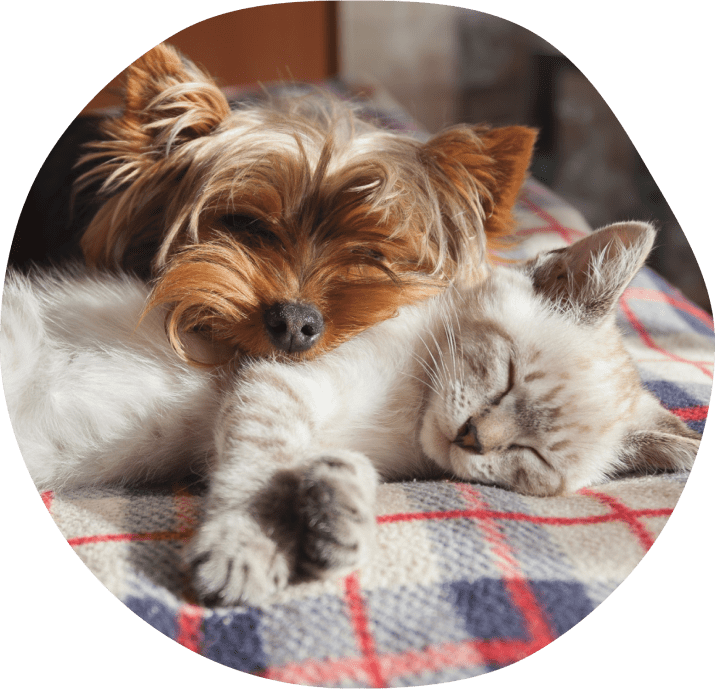 Dog and cat sleeping together on a blanket.