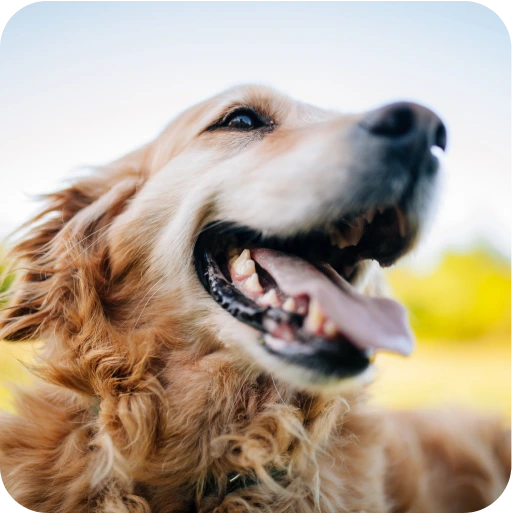 Close-up of a happy golden retriever with tongue out.