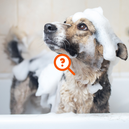Dog in a bathtub covered with soap suds.