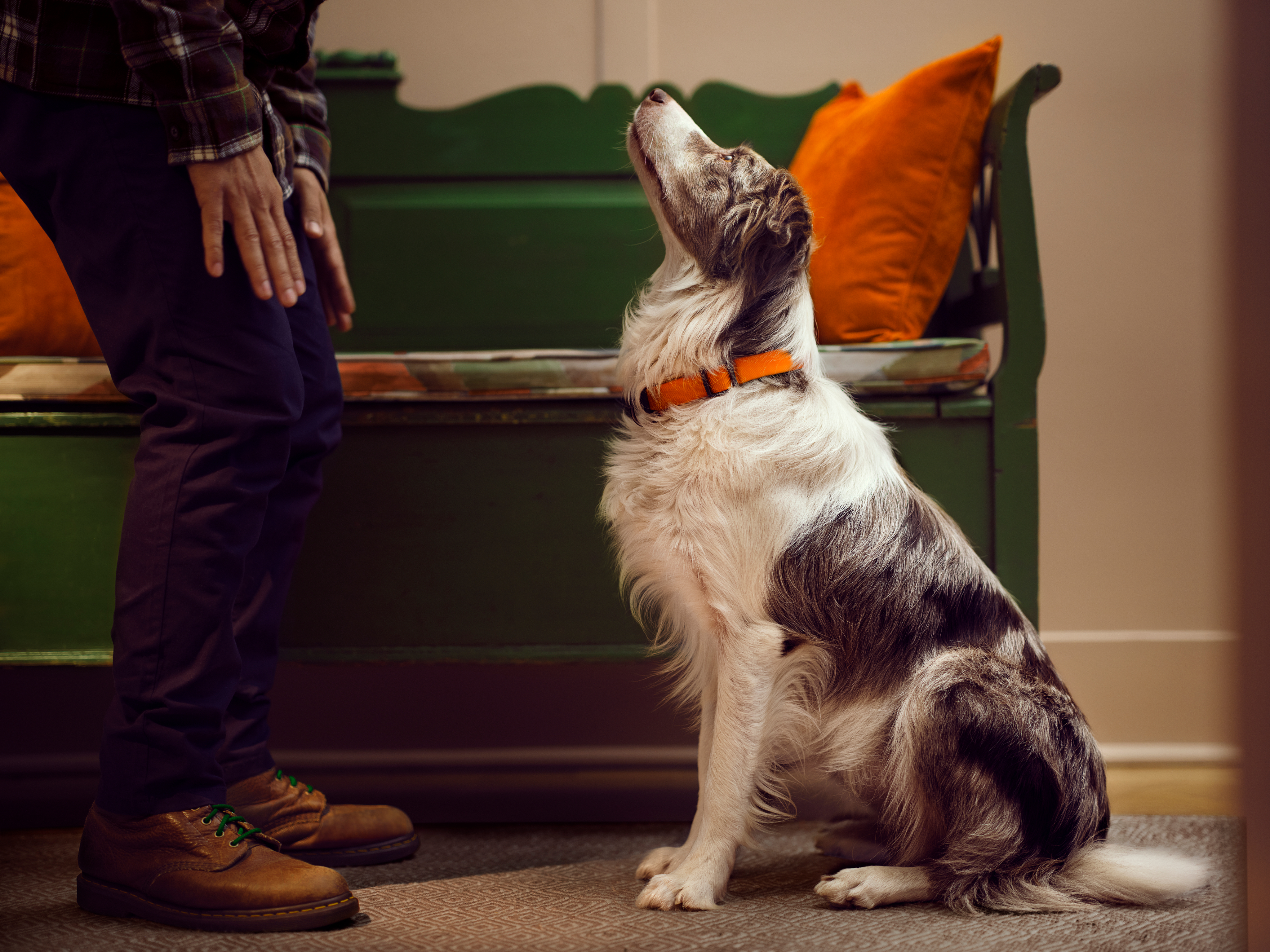 Ein Hund sitzt und schaut eine Person im Innenbereich an.