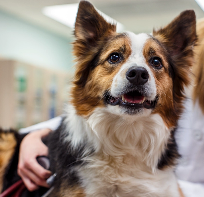 Dog with female vet