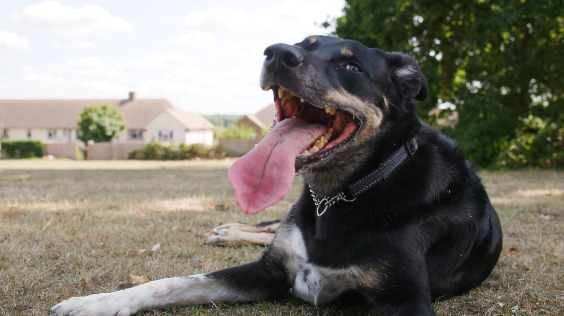 Text "Working alongside the vet" with orange swirl on white background.