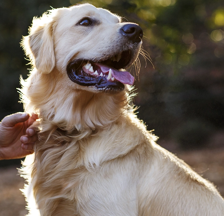 Lab outside with person