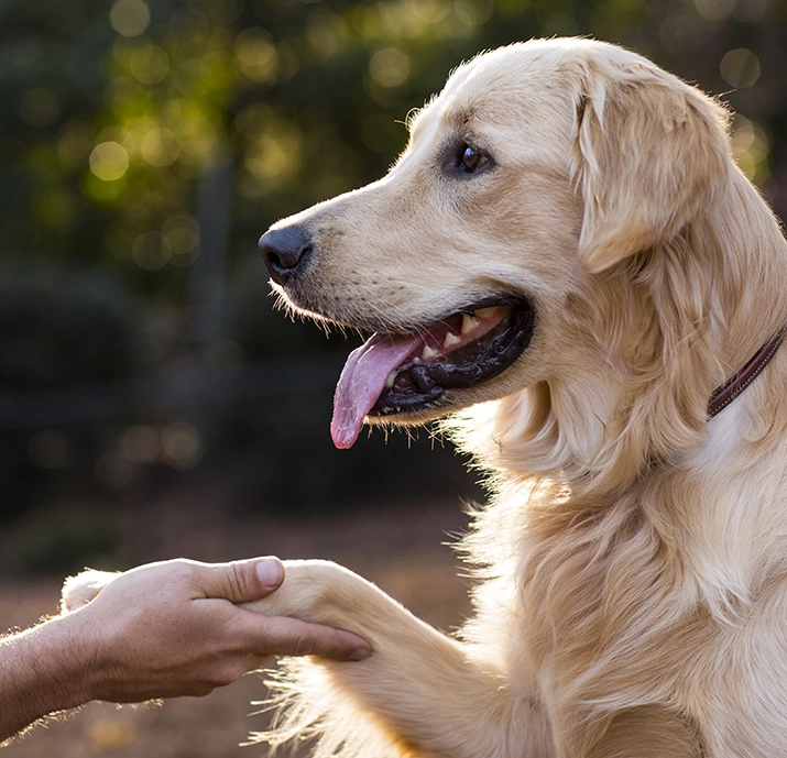 Lab touching hand with paw2