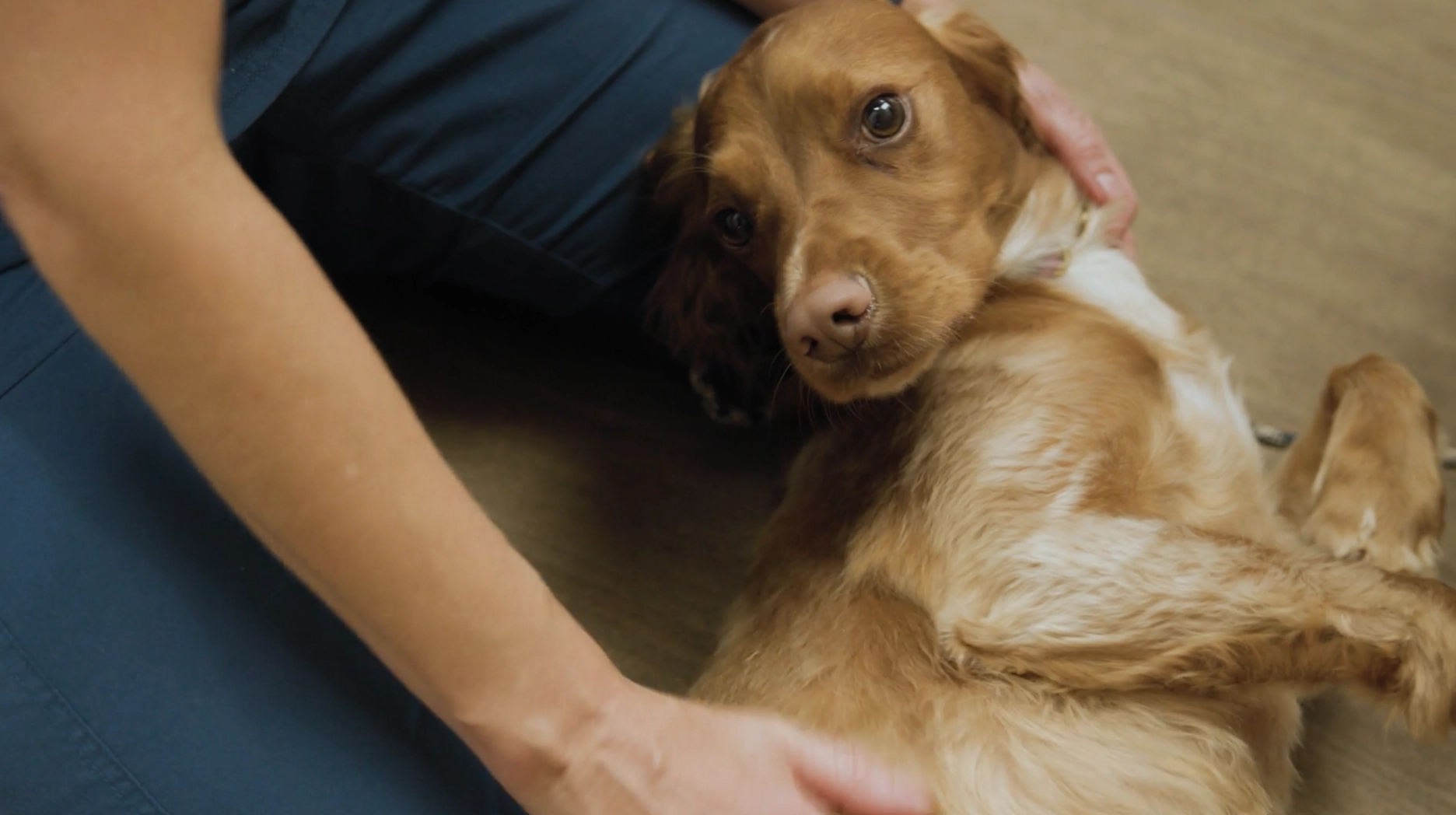 Text "Recognising the early signs of arthritis in dogs" with orange swirl on white background.