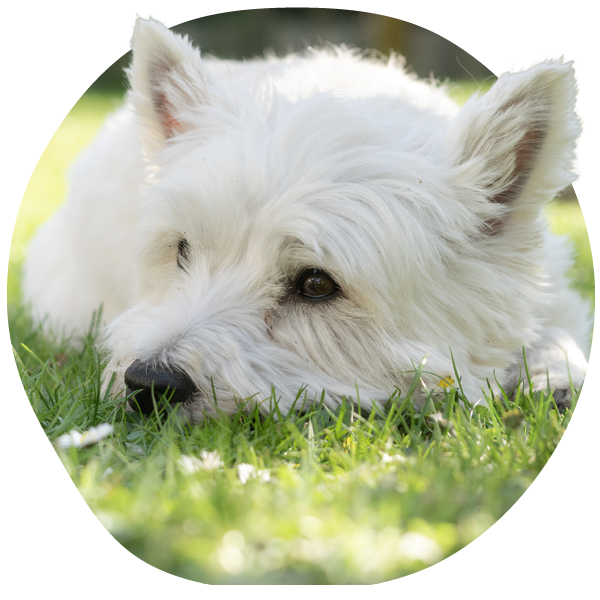 White dog resting comfortably after prescription itch relief