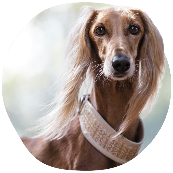 Long-haired dog with ornate collar outdoors.