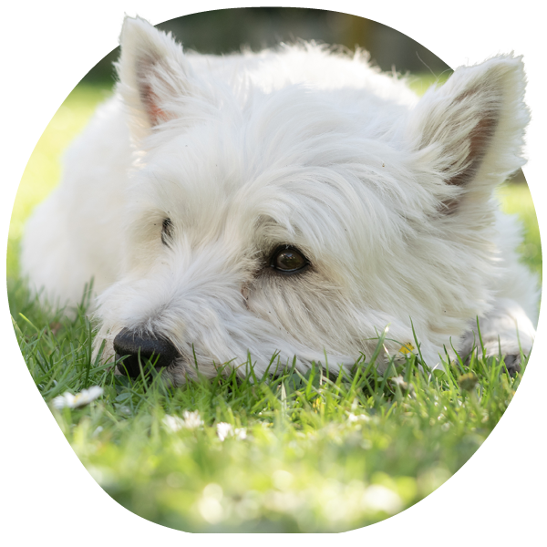 Perro blanco descansando cómodamente después del alivio de la picazón recetado.