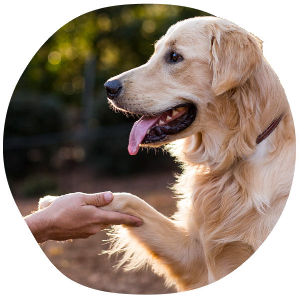 Golden retriever shaking hands with a person.