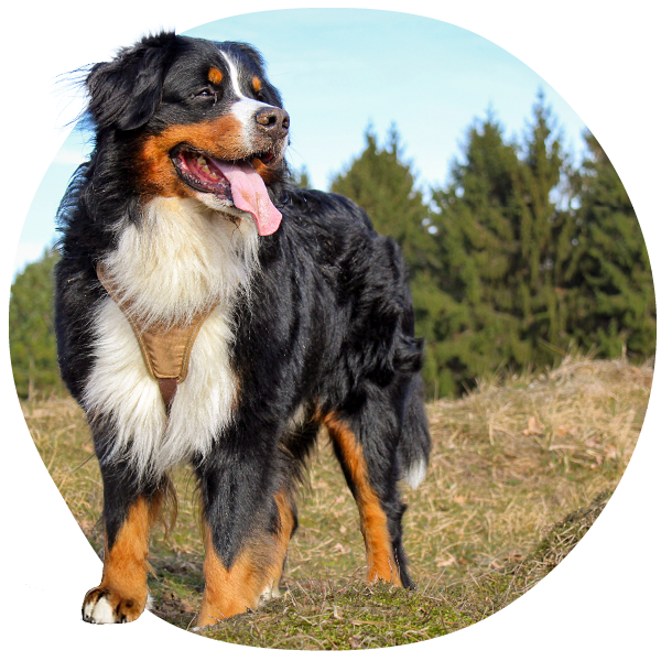Bernese Mountain Dog standing outdoors in a grassy area with trees in the background.