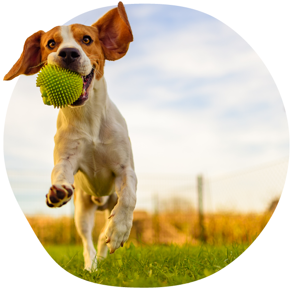 Dog running with a green ball in its mouth on grassy field.