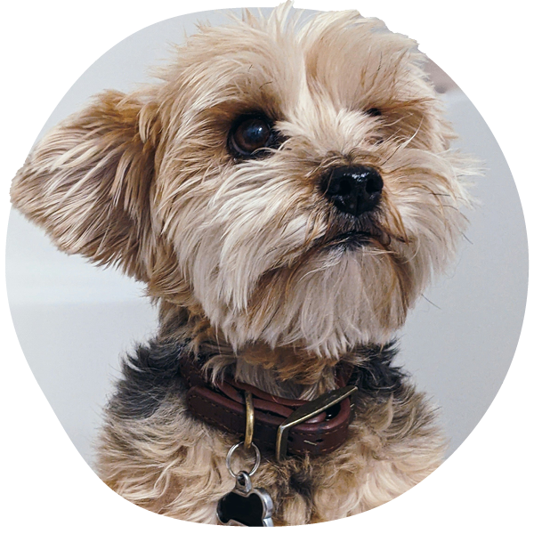 Small brown dog with a collar looking upwards.