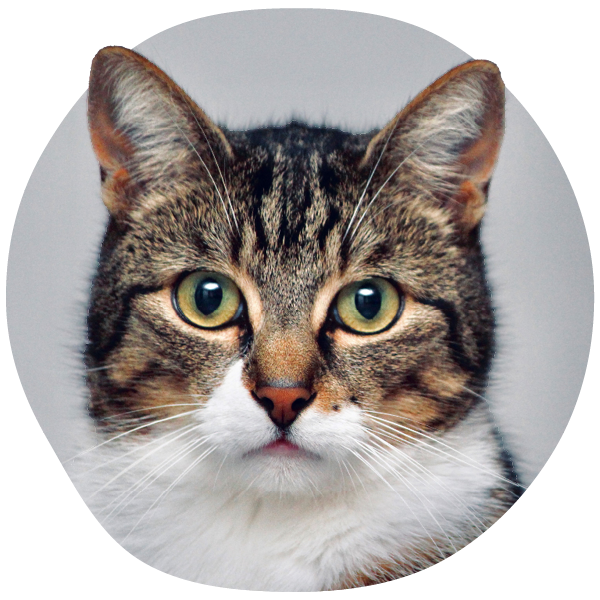 Close-up of a tabby cat with green eyes and white chest.