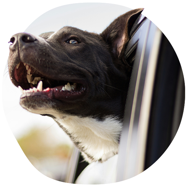 Dog with head out car window, smiling.