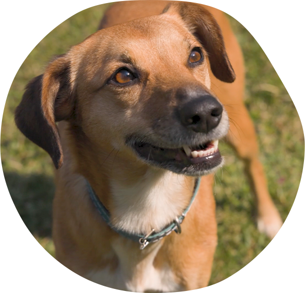 Cão feliz com a cabeça para fora da janela do carro, aproveitando o vento e o passeio.