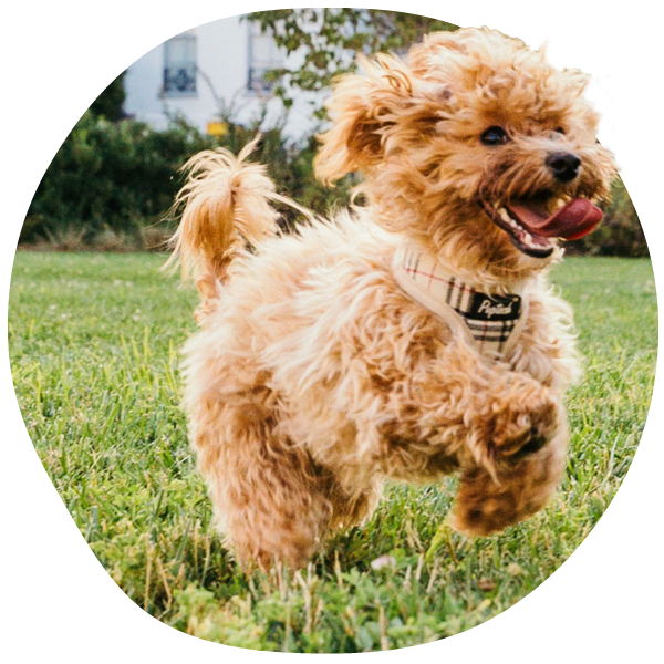 Joyful fluffy dog running on grass.
