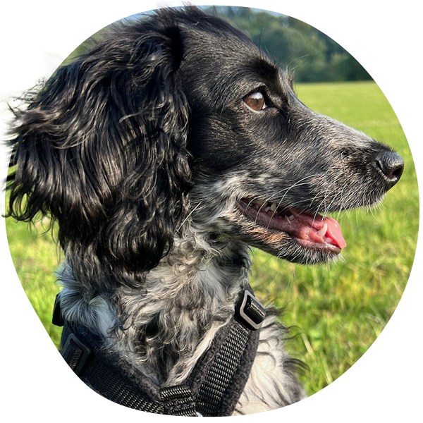 Black and white dog in a field wearing a harness.